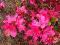 Autumn Sangria Azalea / Rhododendron 